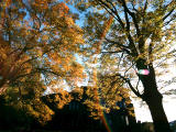 foto,tela,gratis,paisaje,fotografía,idea,Arco iris formándose entre las hojas amarillas., Zelkova, , , 