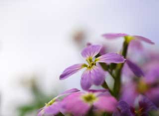 foto,tela,gratis,paisaje,fotografía,idea,Una floret de violeta azulado, Violeta azulada, Pétalo, Floret, Cielo azul