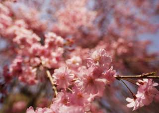 foto,tela,gratis,paisaje,fotografía,idea,Una flor de cerezo de doble, Cerezo, Pétalo, , 