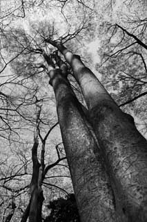 foto,tela,gratis,paisaje,fotografía,idea,Un árbol inmenso de un parque, Monocromo, Negro y blanco, La corteza, Árbol