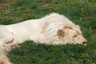 foto,tela,gratis,paisaje,fotografía,idea,Un león blanco, León blanco, , León, Rey de la selva