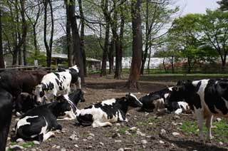 foto,tela,gratis,paisaje,fotografía,idea,El paisaje que es una vaca allí, , Vaca, , Holstein