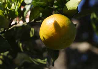 foto,tela,gratis,paisaje,fotografía,idea,La mandarín naranja que dobla rojo y amarilla, Mandarín naranja, , Cítricos, 