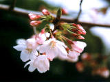 foto,tela,gratis,paisaje,fotografía,idea,Ramito de flores de cerezo., Flor de cerezo, , , 