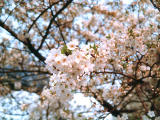 foto,tela,gratis,paisaje,fotografía,idea,Floración del cerezo, Flor de cerezo, , , 