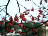 foto,tela,gratis,paisaje,fotografía,idea,Cerezo llorón, Rojo, , , 