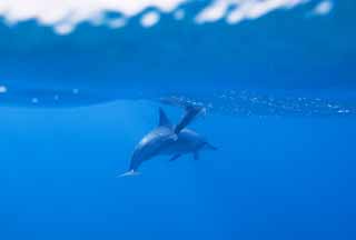 foto,tela,gratis,paisaje,fotografía,idea,Una multitud de delfines, ¿Hay mí?, Delfín, , En el agua