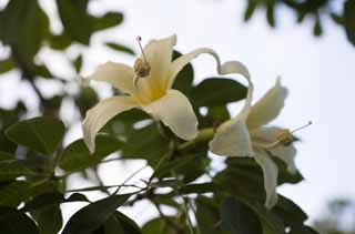 foto,tela,gratis,paisaje,fotografía,idea,Flor, , Póngase amarillo, Árbol, Nata