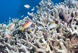 foto,tela,gratis,paisaje,fotografía,idea,Hana Goi de planta más loco, Arrecife de coral, Peces tropicales, Ishigaki - jimIsland, HanGoi