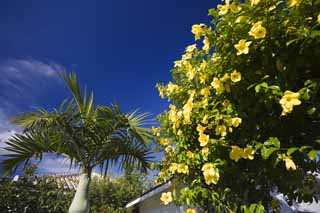 foto,tela,gratis,paisaje,fotografía,idea,Es Ishigaki - isla de jima un país del sur, Ryukyu, Techo, Flor, Cielo azul