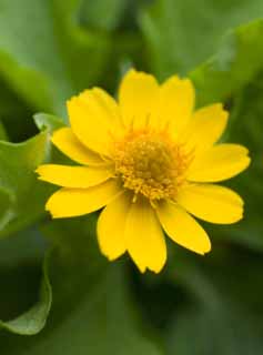 foto,tela,gratis,paisaje,fotografía,idea,Un floret amarillo, Póngase amarillo, Pétalo, Pistilo, 