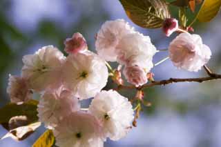 foto,tela,gratis,paisaje,fotografía,idea,Una flor de cerezo de doble, Flor de cerezo de doble, Cerezo, , 