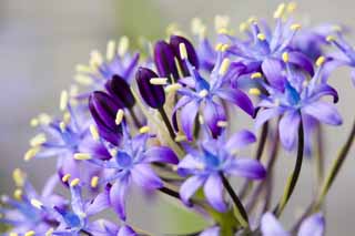 foto,tela,gratis,paisaje,fotografía,idea,Colección de una floret de violeta azulado, Violeta azulada, Flor, , 