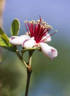 foto,tela,gratis,paisaje,fotografía,idea,Feijoa, Feijoa, , Muslo, Guayaba de piña