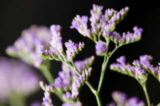 foto,tela,gratis,paisaje,fotografía,idea,Una flor del violeta azulado, Violeta azulada, Ramo, Floret, En primavera