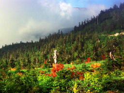 foto,tela,gratis,paisaje,fotografía,idea,El sueño del árbol seco., Montaña, Arboleda, , 