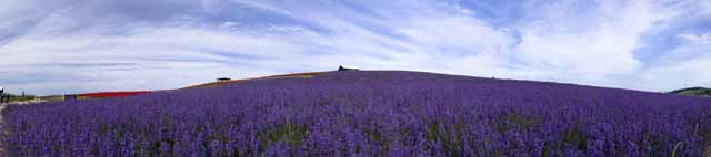 foto,tela,gratis,paisaje,fotografía,idea,Campo opinión entera de lavanda, Lavanda, Jardín de flores, Violeta azulada, Herb