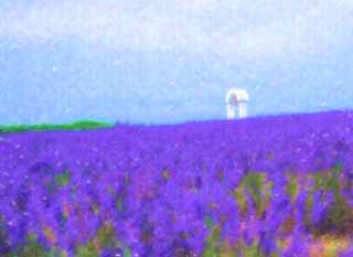 illust,tela,gratis,paisaje,fotografía,idea,pintura,Lápiz de color,dibujo,Es una campana en un campo lila, Lavanda, Jardín de flores, Violeta azulada, Herb