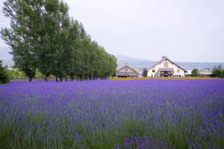 foto,tela,gratis,paisaje,fotografía,idea,Un campo lila, Lavanda, Jardín de flores, Violeta azulada, Herb