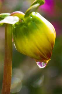 foto,tela,gratis,paisaje,fotografía,idea,Un salto de una dalia, Salto del agua, Caiga, , 