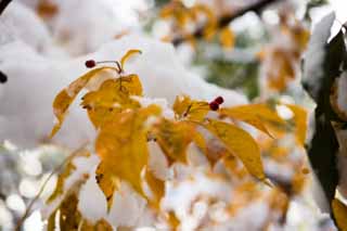 foto,tela,gratis,paisaje,fotografía,idea,La nieve y una fruta roja, Póngase amarillo, Permisos de color, Fruta roja, 