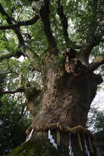 foto,tela,gratis,paisaje,fotografía,idea,Un árbol envejecido de Kusu, Santuario sintoísta, Un árbol de alcanfor, Árbol de alcanfor, Guirnalda de paja sintoísta