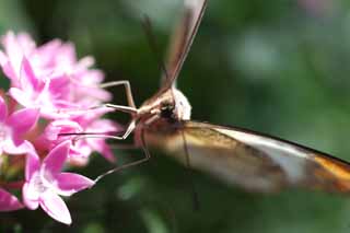 foto,tela,gratis,paisaje,fotografía,idea,Una comida de una mariposa, Mariposa, , , Flor