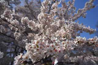 foto,tela,gratis,paisaje,fotografía,idea,Cerezo flor lleno, Cerezo, , , Cerezo de Yoshino