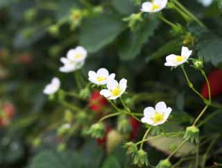 foto,tela,gratis,paisaje,fotografía,idea,Una flor de fresa de Ishigaki, Fruta, Fresa, , 