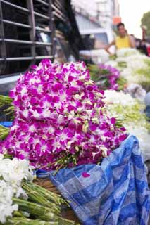 foto,tela,gratis,paisaje,fotografía,idea,Una orquídea, , Una orquídea, , Mercado