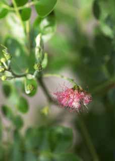 foto,tela,gratis,paisaje,fotografía,idea,Una flor rosa de Ayutthaya, Rosado, Flor del set, Ayutthaya, 