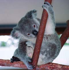 foto,tela,gratis,paisaje,fotografía,idea,Hola, soy un koala, Koalbear, , , 