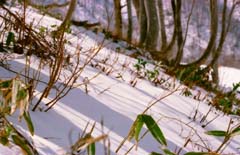 foto,tela,gratis,paisaje,fotografía,idea,Sombras en la superficie de la nieve., Nieve, Montaña, Árbol, 