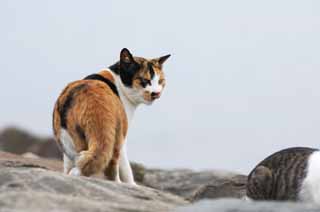 foto,tela,gratis,paisaje,fotografía,idea,Un gato de carey de recompensa, Gato, , , 