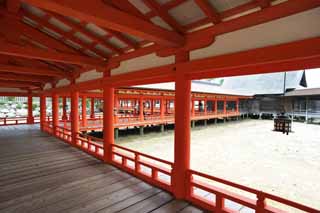 foto,tela,gratis,paisaje,fotografía,idea,Un corredor de Itsukushima - Shrine de jinja, La herencia cultural de mundo, Otorii, Santuario sintoísta, Soy el rojo de cinnabar