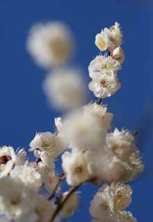 foto,tela,gratis,paisaje,fotografía,idea,Un baile de flores de ciruela blancas, Flor de una ciruela, Flor blanca, Rama, Cielo azul