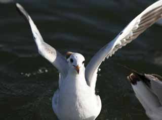 foto,tela,gratis,paisaje,fotografía,idea,A la época de solapa, Ala, , Gaviota, Pluma