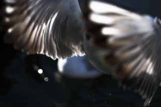 foto,tela,gratis,paisaje,fotografía,idea,Esté lleno del viento, Ala, , Gaviota, Pluma