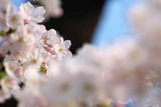 foto,tela,gratis,paisaje,fotografía,idea,Luz del sol de cerise, Cerezo, , , Cerezo de Yoshino