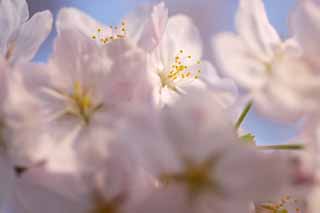 foto,tela,gratis,paisaje,fotografía,idea,Rebosaderos de Cerise y, Cerezo, , , Cerezo de Yoshino