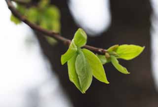 foto,tela,gratis,paisaje,fotografía,idea,Primavera del césped fresco, Brote, Hoja, Green, 