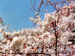 foto,tela,gratis,paisaje,fotografía,idea,Sol de primavera sobre los cerezos., Flor de cerezo, Rosado, , 