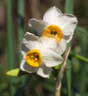 foto,tela,gratis,paisaje,fotografía,idea,Narcisos, No lo adivino, Narciso, Narcisos, Póngase amarillo