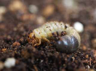 foto,tela,gratis,paisaje,fotografía,idea,La larva del escarabajo, Escarabajo, , Oruga verde, Entre tierra