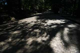 foto,tela,gratis,paisaje,fotografía,idea,Sombra de una manera de árbol, La sombra de un árbol, El sol, La sombra, Árbol