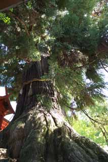 foto,tela,gratis,paisaje,fotografía,idea,Osugi del Kasuga Taisha Shrine principal santuario, La corteza, Santuario sintoísta, Naturaleza, Árbol inmenso