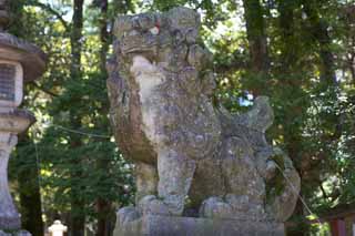 foto,tela,gratis,paisaje,fotografía,idea,Kasuga Taisha par del santuario de tutor perros de piedra, Par de tutor perros de piedra, Mejor, Estatua de piedra, La sombra