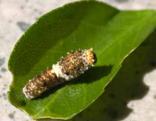 foto,tela,gratis,paisaje,fotografía,idea,Una larva del estilo mariposa, Oruga verde, , Larva, Mariposa