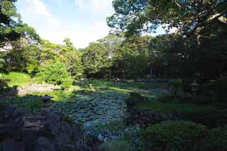 foto,tela,gratis,paisaje,fotografía,idea,Un carácter de corazón es una laguna, Nenúfar, , Jacinto de agua, Jardín