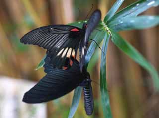 foto,tela,gratis,paisaje,fotografía,idea,Copulación de mariposas, Mariposa, , , Reproducción